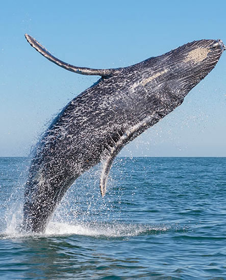 Avistamiento de Ballenas Puerto Vallarta