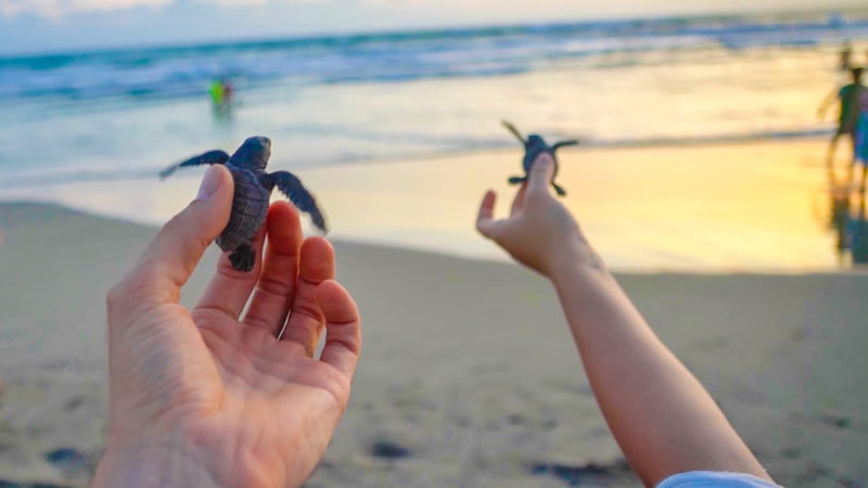 Liberación de Tortugas Marinas Puerto Vallarta