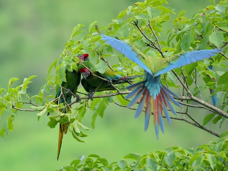 Avistamiento de aves Puerto Vallarta