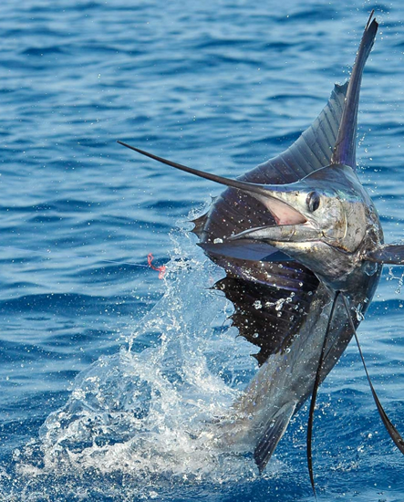Pesca Puerto Vallarta